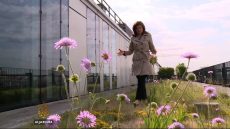New French law requires all commercial roofs be ‘green’