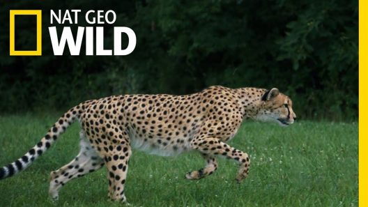 Predators in Nature – The Wild Animals